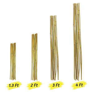 เสาไม้ไผ่สําหรับพืช 3 ฟุต 50 แพ็คเสาพืชเป็นมิตรกับสิ่งแวดล้อม, เสาไม้ไผ่สําหรับถั่วกระถางพืช, รองรับพืชไม้ไผ่ - Product Image 3