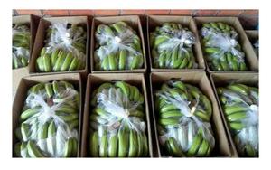 BANANA CAVENDISH FRESCO DE VIETNAM-EXPORTACIÓN DE CALIDAD PREMIUM CON EL MEJOR PRECIO DEL MERCADO - Product Image 5