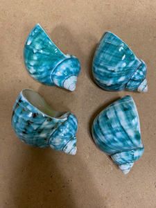 Conchas de concha de nácar pulidas para manualidades o decoración artística, hermosos diseños a buenos precios de Vietnam - Product Image 2