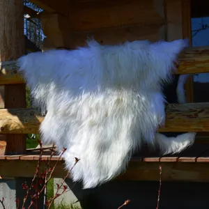 Alfombras de piel de oveja islandesa blanca natural XXXL con lana larga. Increíble piel de oveja. Piel de oveja. Alfombras de piel de oveja. Alfombra
