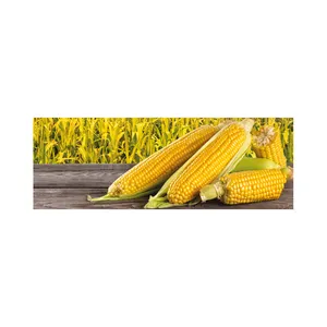 Maíz de maíz amarillo de alta calidad de primera calidad, maíz de alimentación para animales de CA;9 No glutinoso 50 Kg seco 1 Cm AD