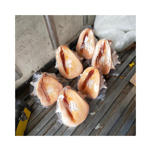 Cassis Madagascariensis natural, conchas de caracol, conchas marinas-Material artístico artesanal hecho a mano-decoración del hogar, diseños creativos - Product Image 2