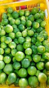 Chất lượng cao chanh tươi bán buôn Nhà cung cấp cung cấp số lượng lớn với giá cả cạnh tranh cho người mua - Product Image 6