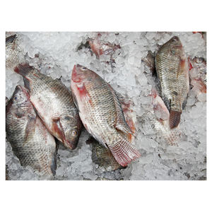 Offre Spéciale – Prix Avantageux – Vente en Gros de Poisson Congelé Capelines – Poisson Croaker Congelé à Vendre - Product Image 2