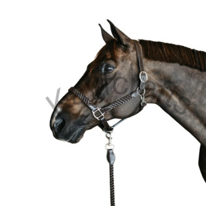 Licol cheval en cuir tressé avec coutures crème ajustement réglable et boucles en acier inoxydable. - Product Image 4