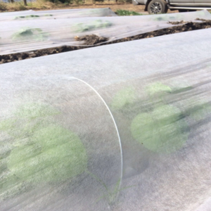 Fundas Económicas, Transpirables e Impermeables de Tela No Tejida con Memoria para Invernaderos, Protección Contra la Intemperie y Plagas - Product Image 2