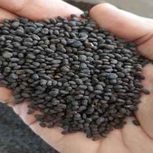 Exportateur de gros Psoralea Corylifolia Seeds Wholesale Babchi Herb Root Spice Market Price Inde Supplier - Product Image 3