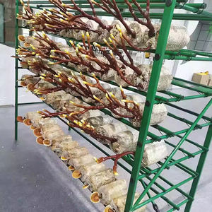 Système de culture de champignons multicouche pour l'agriculture verticale intérieure, étagères de culture intérieures pour shiitake, huîtres et reishi - Product Image 2