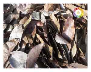 Hojas de Guanábana de hojas de té de Graviola de Vietnam secas naturalmente con procesamiento limpio Ideal para exportaciones a granel y ventas minoristas - Product Image 1