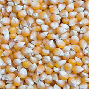 Alimento seco orgánico de maíz de alta calidad del mejor fabricante de servicios OEM-Precio razonable de origen estadounidense certificado HACCP - Product Image 5