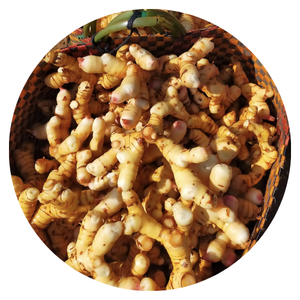 ข่าผลไม้แช่แข็งแบบสดมาตรฐานส่งออกผลิตจากเวียดนาม - Product Image 1