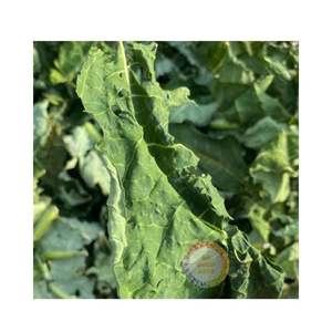 Feuilles de papaye séchées au soleil, qualité supérieure, feuilles de papaye emballées en sachet de thé, vente en gros, meilleur prix, feuilles de papaye - Product Image 4