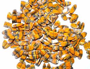 High Quality <b>Bumble</b> <b>Bee</b> Jasper Cabochon Natural Quartz Loose Gemstone Pair for Jewellery Making-India Supplier - Product Image 2