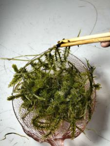 Uvas de Mar Frescas, Caviar Verde, 100% Naturales, Premium, Comestibles, para Ensaladas, Sushi, Conservación en Frío - Product Image 4