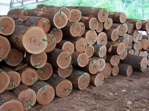 Grumes de cerisier en bois dur de haute qualité pour l'exportation - Product Image 4