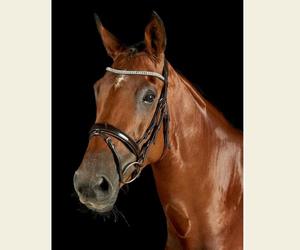 Collegiate Luna Bridle Fabriqué à partir de cuir européen de haute qualité Le casque anatomique est doté d'un rembourrage super doux - Product Image 5