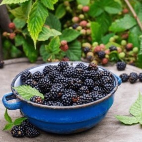 Extracto de Fruta de Mora Silvestre en Polvo, Alta en Antioxidantes, para Suplementos Alimenticios, Suministro a Granel, Fabricante OEM, Tailandia, Grado A - Product Image 4