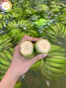 Plátanos Frescos Cavendish G9 para Importadores de Catar, Mejor Precio, Fruta Tropical Natural de Vietnam por 99 Gold Data - Product Image 4