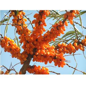 Vente flash : Poudre de baies d'argousier pour compléments alimentaires, aliments fonctionnels, boissons et cosmétiques, disponible au meilleur prix - Product Image 1