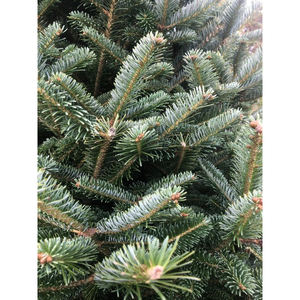 Pack en vrac de sapins Fraser, arbres frais et luxuriant, idéal pour les détaillants et les marchés de Noël - Product Image 3