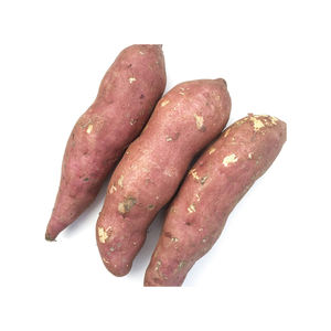 High grade sweet <b>potatoes</b> prepared for export trade with dependable stock - Product Image 5