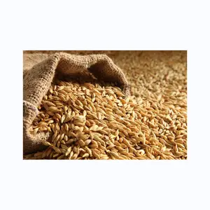 バルク卸売100% オーガニック大麦麦芽用大麦穀物輸出準備完了/大麦用バルク販売用大麦、大麦飼料e