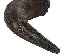 Custom Size and Logo <b>Buffalo</b> <b>Horn</b> Pair High Quality Antique Design From India Carved Animal Style - Product Image 2