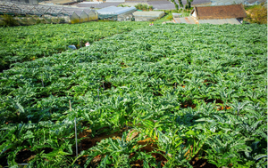 Los fabricantes venden extracto seco de hoja de alcachofa cualitativa de alimentos saludables salvajes de extracción líquida-sólida de alta calidad Vietnam - Product Image 5