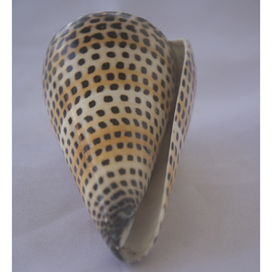 Conus litteratus SEASHELL BIJOUX Conidae Conus Shell Motif Poli Noir et Blanc Taille 8-10cm - Product Image 3