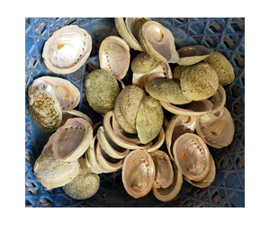 Coquille d'ormeau bleu de haute qualité du Vietnam en gros coquillage brut en nacre avec côtés polis - Product Image 4