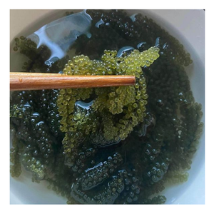 Vente chaude d'algues de raisin de mer salées, couleur dorée verte naturelle, raisin de mer frais/algues pour l'exportation, vente en gros, marques privées - Product Image 1
