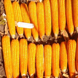 Buy Yellow Maize <b>now</b> and enjoy Premium Quality grains with Fast Delivery for your home or business today - Product Image 4