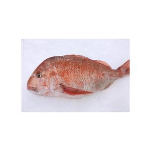Fresh frozen whole Frozen white snapper <b>fish</b> best wholesale price in market - Product Image 5