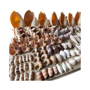 Aquarium décoratif coquillage opercule en vrac fournisseur en gros poli artisanat fabrication de bijoux coquille naturelle qualité d'exportation - Product Image 3