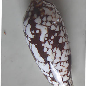 Conus Aulicus SEASHELL BIJOUX Conidae Conus Shell Motif Poli Technique Mixte Taille 6-8cm - Product Image 1