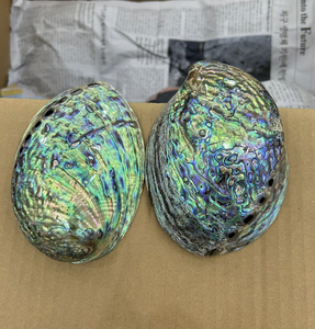 เปลือกหอยมุกธรรมชาติจากเวียดนาม สำหรับงานฝีมือ ตกแต่งภายใน และเครื่องประดับ - Product Image 2