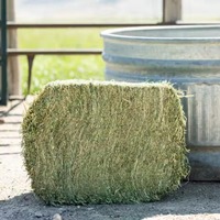 Foin d'alfalfa séché au soleil de qualité alimentaire, riche en protéines, pour l'alimentation des bovins, des chevaux, des poissons et des moutons