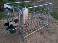 Enclos individuel pour veaux en acier modulaire de haute qualité, 6 pieds, écologique, revêtement en poudre, pour usage agricole