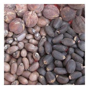 Ampoules Graines de Jatropha Orchidées 1 Bonne Qualité Graines de Jatropha Pure Graines de Jatropha Bon Marché Graines de Jatropha - Product Image 2