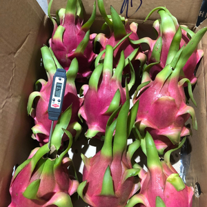 Premium verse Vietnamese drakenvrucht - wit-rood vlees 100% puur zoete smaak Kim Minh International natuurlijke houdbaarheid export