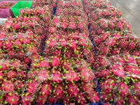 Drakenvrucht Vietnam Tropisch Vers Hoge Premium Kwaliteit TECHMIFOOD Merk 60 Dagen Houdbaarheid Redelijke Prijs Export Standaard