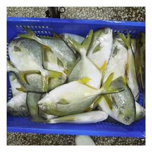 High grade Frozen Butterfish offered for distributors and seafood importers - Product Image 6