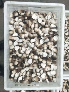 Suministro de setas congeladas, arroz de Vietnam, calidad prémium, Exportación - Product Image 5