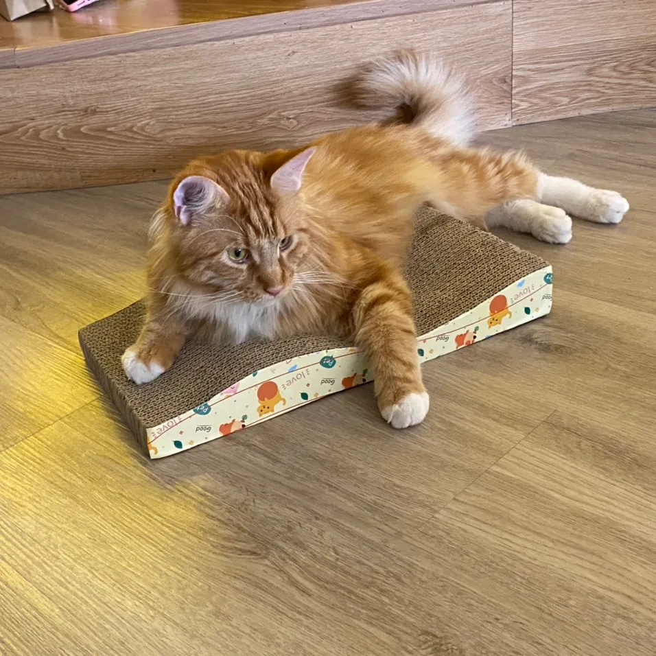 Cat Scratcher Chất Lượng Cao Tại Việt Nam, Xuất Khẩu Toàn Cầu Từ Nhà Sản Xuất Việt Nam-WINVN INT