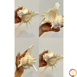 Conchas marinas decorativas material de concha de océano natural para arte de pared decoración temática de playa hecha a mano en Vietnam - Product Image 2