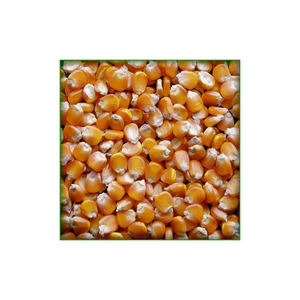 Cultivo de maíz amarillo para consumo humano y animal, maíz amarillo para alimentación de aves de corral - Product Image 6