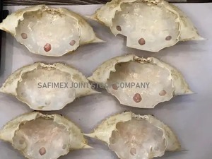 Concha de cangrejo/Concha de cangrejo seca - Product Image 5