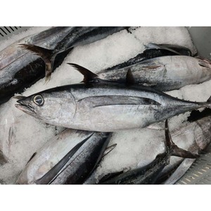 Atún fresco congelado con alto contenido en proteínas, rico sabor y envasado a granel para los mercados de exportación - Product Image 3