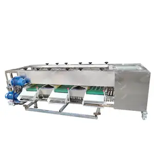 Stainless Steel Machines Apple Roller Kiwi Fruit Weight Sorting Grading Machine With Great Price