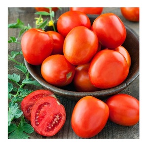 Tomates Prunes Frescos en Venta |   Suministro al por Mayor a Precios Competitivos - Product Image 6